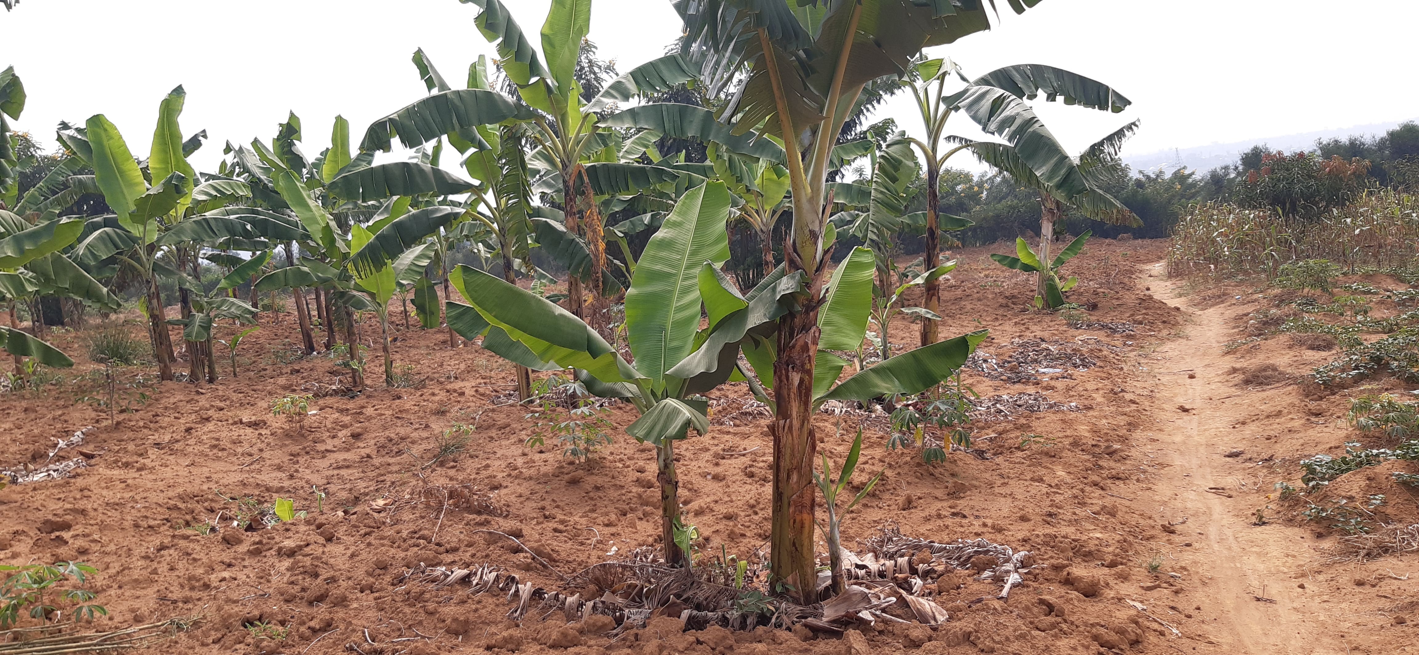 Land for sale in Bugesera near airport of Rwanda House in Rwanda